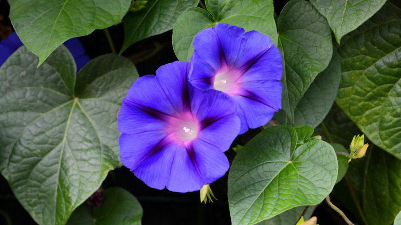 A puirple morning glory flower