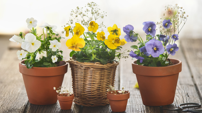 White, yellow and purple pansies in pots.