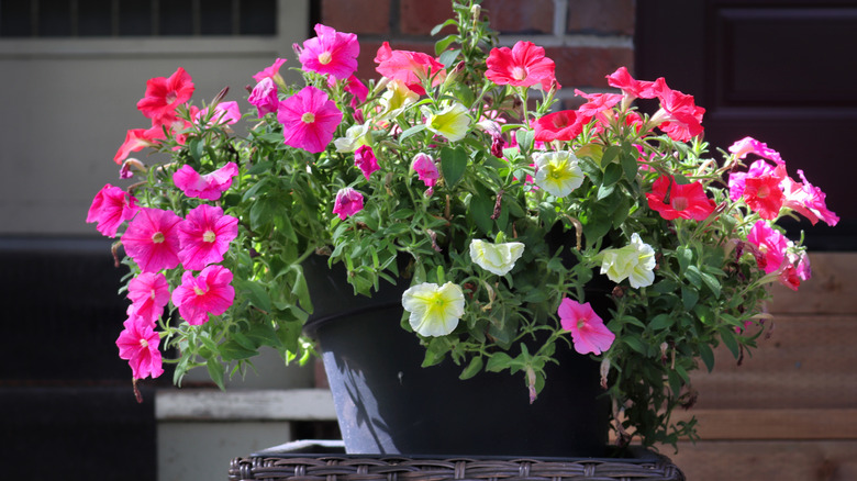 Pink and white petunias in a pot.