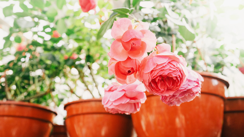 Pink roses growing in a pot.
