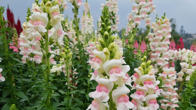 Pink and white snapdragons.