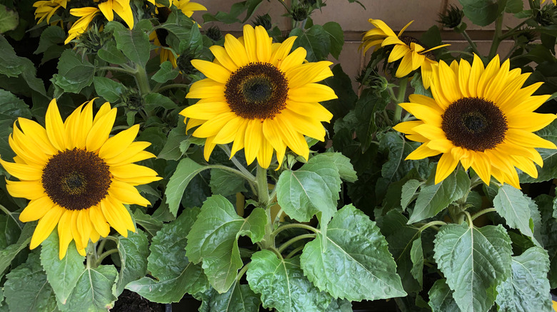 Sunflower plants growing in pots.