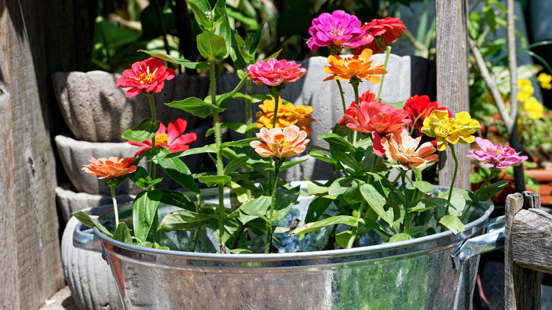 Pink and yellow zinnias in a metal pot.