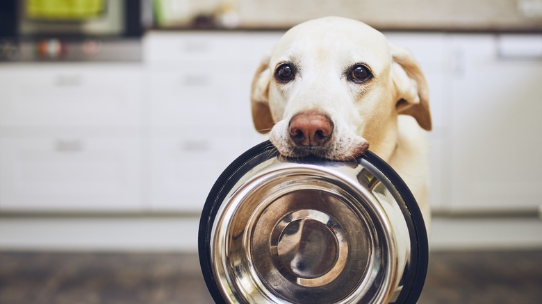 dog holding dish