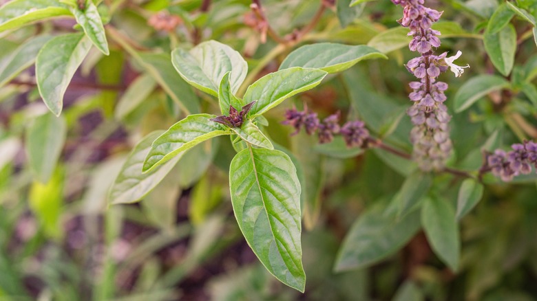 a basil plant with its purple flowers