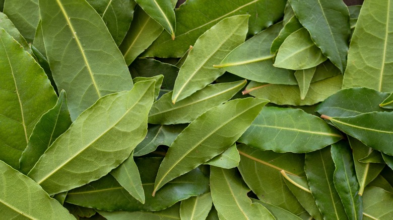 freshly harvested bay leaves