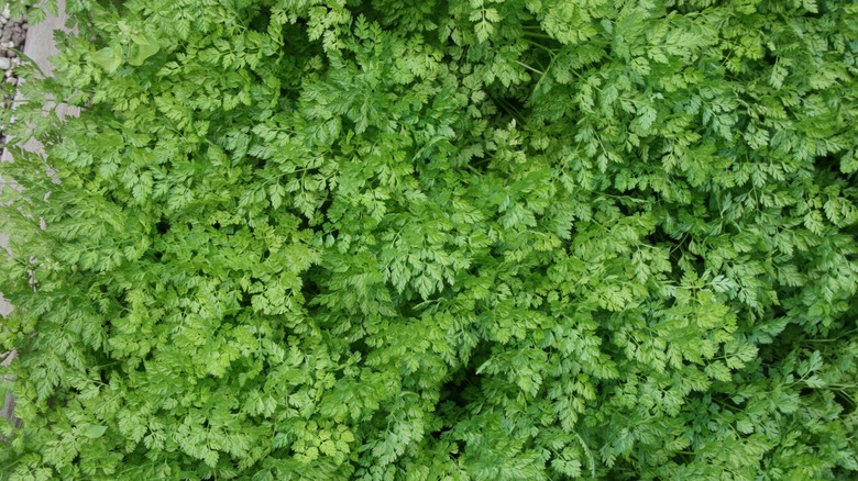 chervil in a herb garden