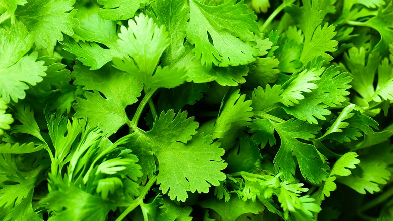 cilantro leaves
