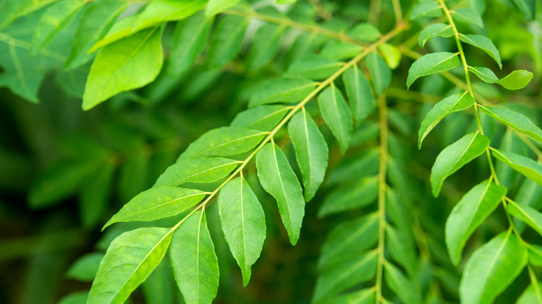 Curry leaves close-up shot