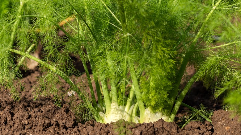Fennel growing in a garden