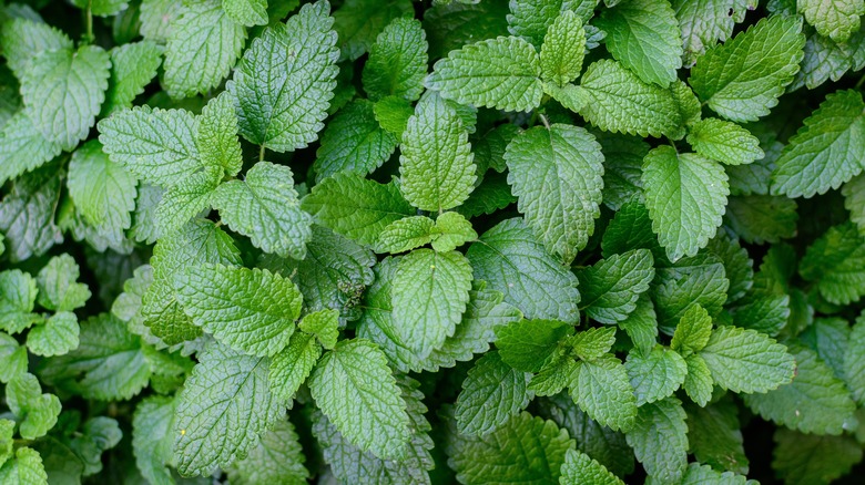 fresh greeb leaves of lemon balm