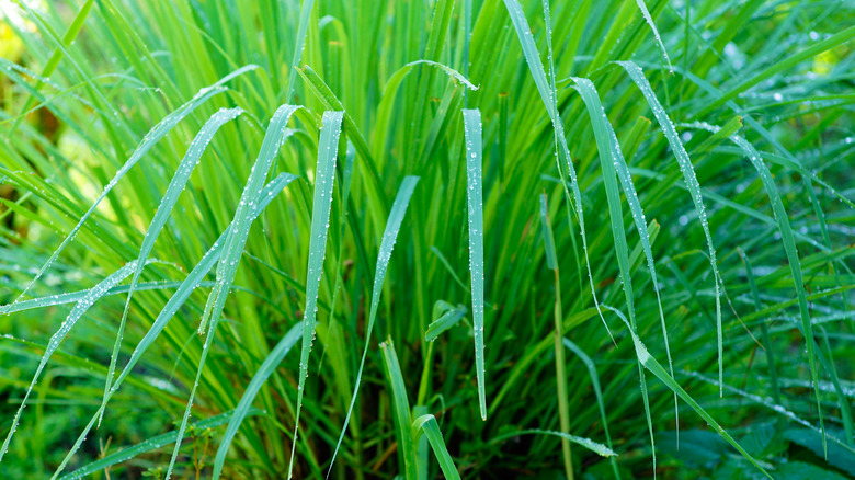Lemongrass or Cymbopogon citratus in the garden