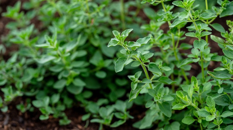 marjoram growing in a garden