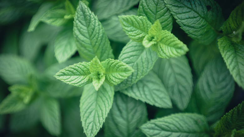 close-up of fresh mint leaves