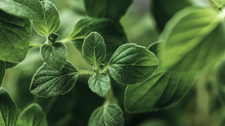 macro shot of oregano herb