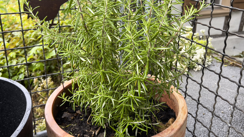 rosemary herb growing in a pot