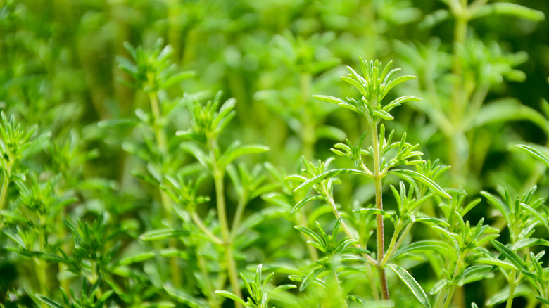 summer savory in a vegetable garden