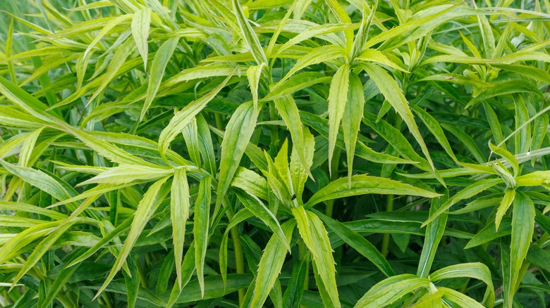 a dense cluster of fresh green tarragon leaves
