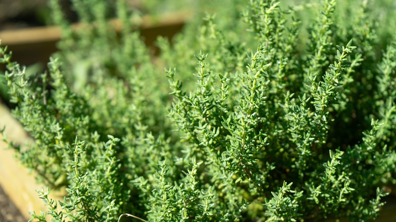 thyme growing in a home garden