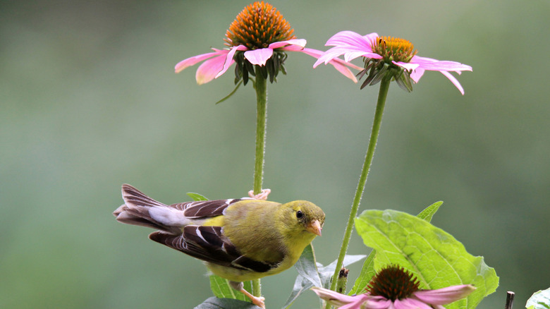 20 Gorgeous Flowers You ll Want In Your Yard To Attract Summer Birds