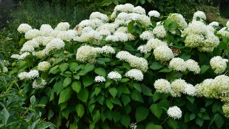 'Annabelle' hydrangea in bloom