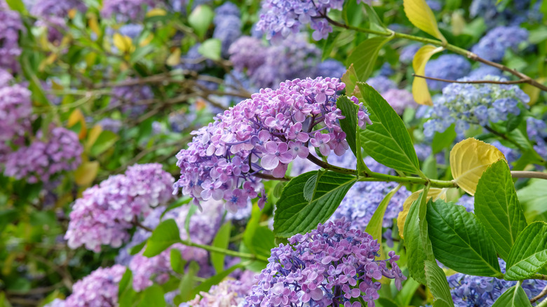 'Ayesha' hydrangea in bloom