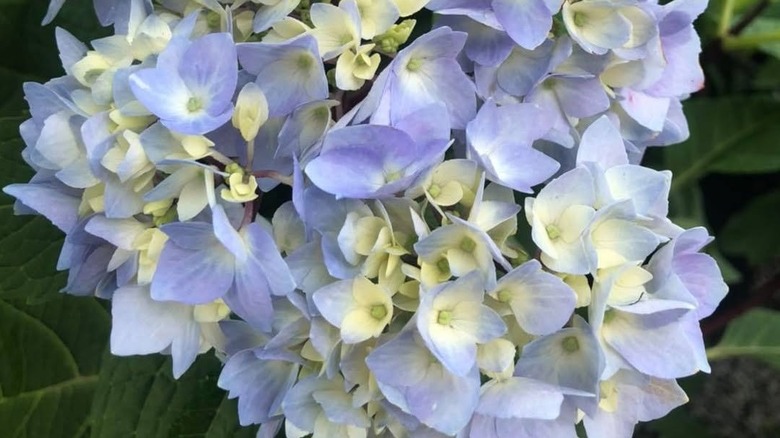 'Blue Enchantress' hydrangea in spring
