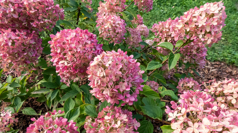 'Little Lime' hydrangea in late summer