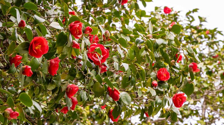 'Kramer's Supreme' camellia blooms on a shrub