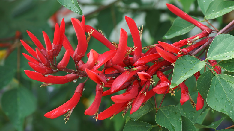 Cardinal-spear flowers on a branch with green leaves