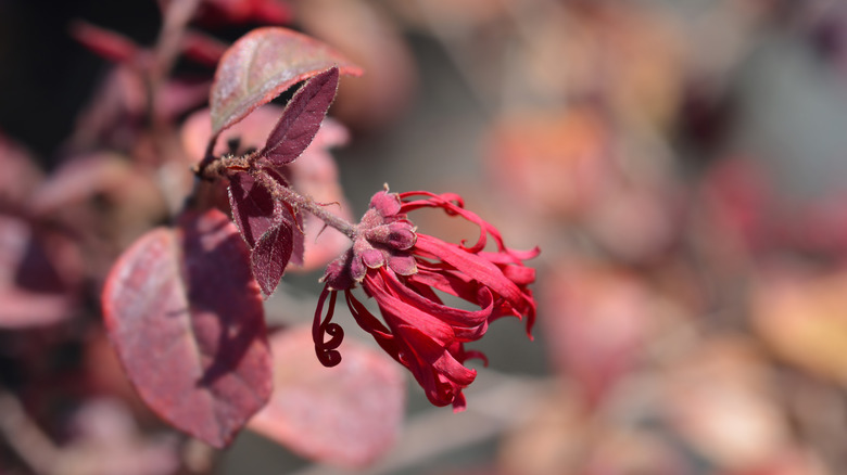Chinese fringe flower 'Ever Red' on the end of a stem