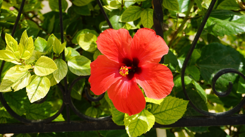A single red Chinese hibiscus bloom