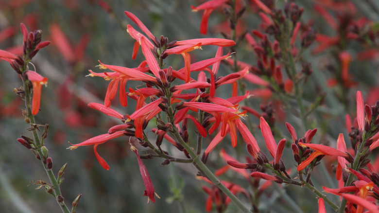 Red Chuparosa tubular blooms on a shrub