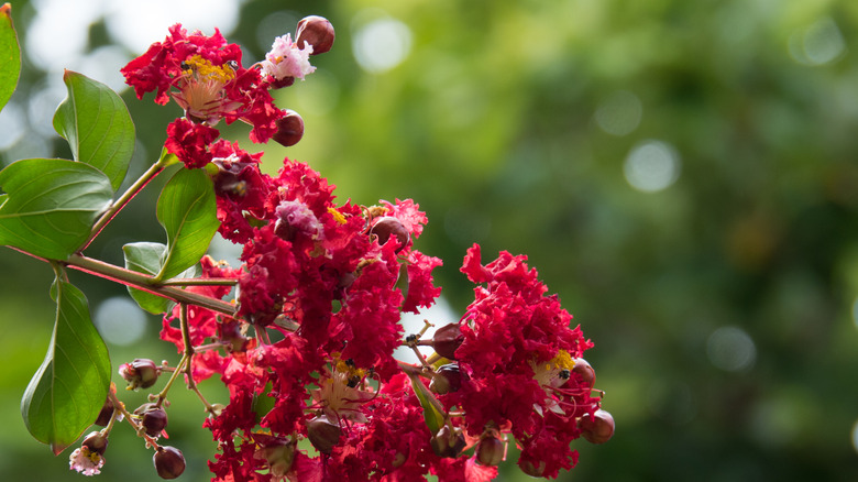 Crape myrtle 'Dynamite' buds and blossoms