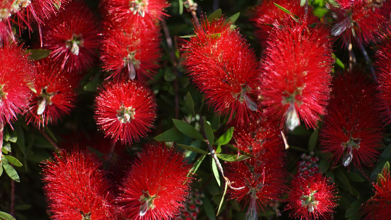 Crimson bottle brush flowers in full bloom