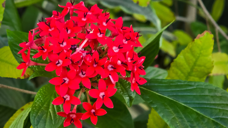 A cluster of Egyptian star flowers in a gardern