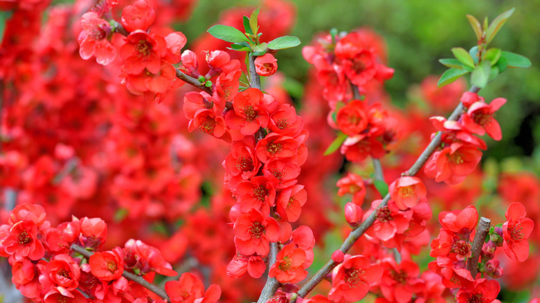 A cluster of scarlet red flowering quince flowers