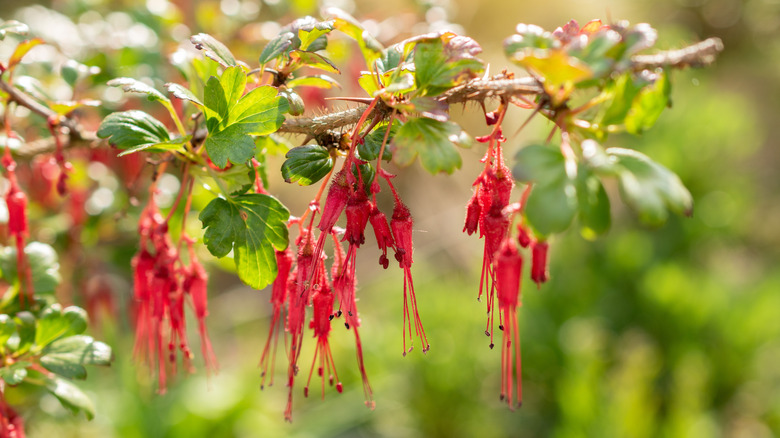 Fuchsia-flowered gooseberry flowers suspended from a branch