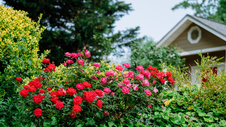 Red flowers on shrubs in a garden