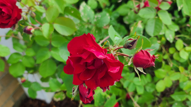 An up close of a red rose on a Rosa 'Radrazz' bush