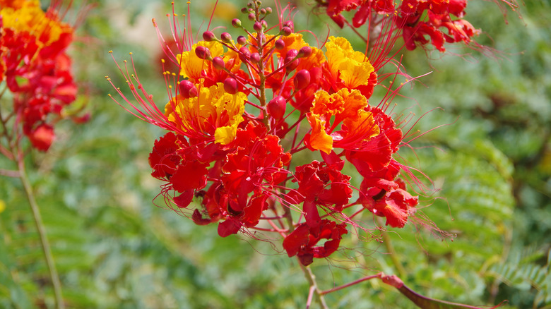 closeup of Peacock flower