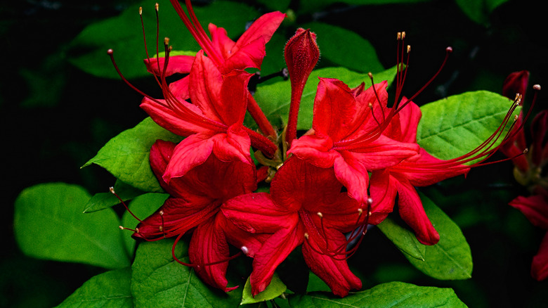 A cluster of red plum leaf azalea flowers