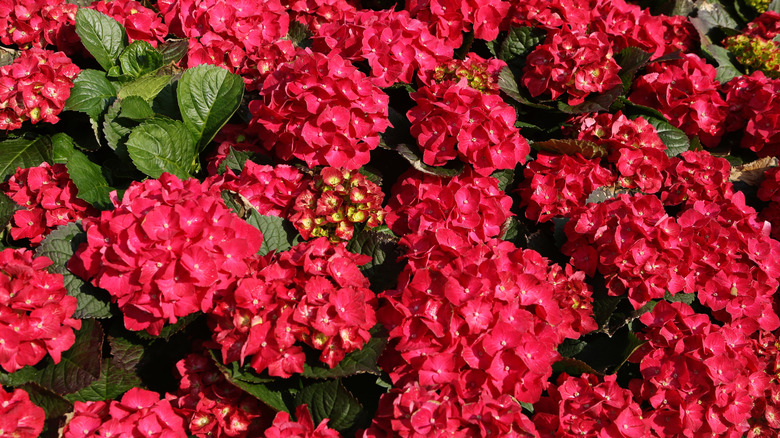 red hydrangeas