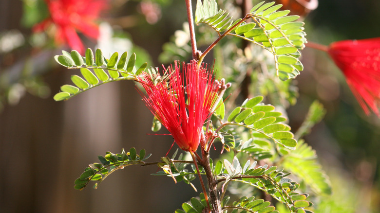 An upright red fairy duster bloom