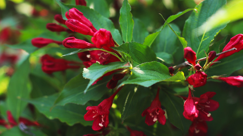 Red prince weigela shrub with its tubular flowers