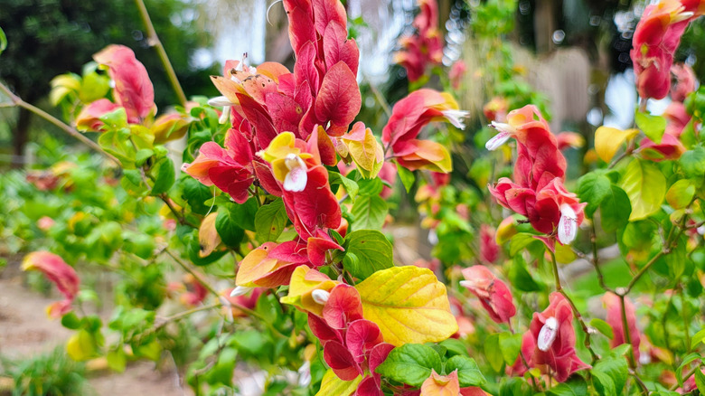 A floweing shrimp plant shrub in a garden