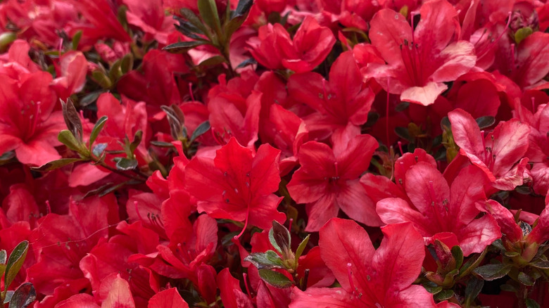 A close up view of red torch azalea blooms