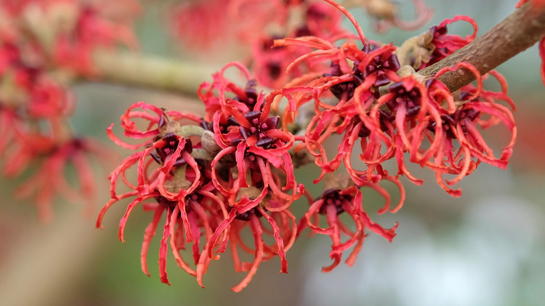 Witch hazel 'Rubin' flowers on the end of a branch