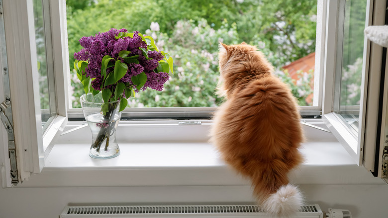 orange cat in window