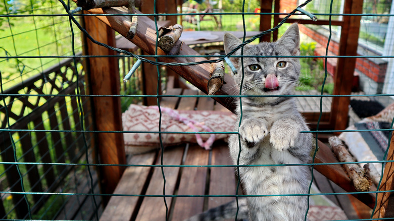 gray cat on wire fence